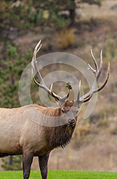Big Bull Elk in rut