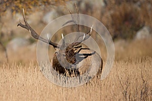 Big bull elk with sage in antlers