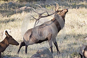 Big Bull Elk Scratching Self With Antlers