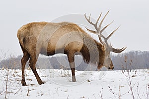 Big Bull Elk on Snowy Day