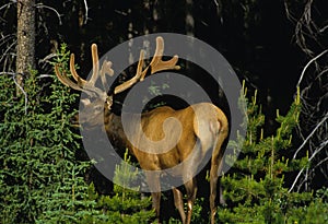 Big Bull Elk in Velvet