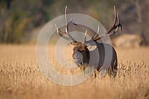 Big bull elk walking in meadow photo