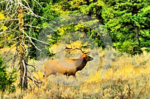 Big bull elk walking through a morning meadow.