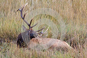 Big Bull Elk in Wallow