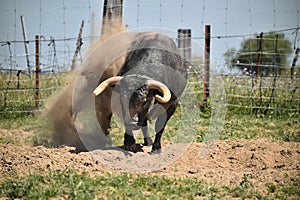 Big bull in the green field