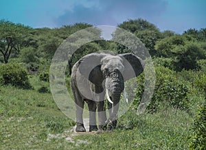 Big bull male African elephant with tusks in the African savannah of Tanzania, Africa