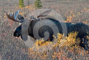 Big Bull Moose photo