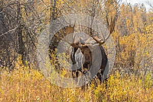 Big Bull Moose