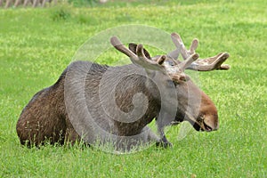 Big bull moose (Alces Alces) with velvet covered palmated antlers lying on a green grass field eyes closed