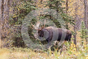 Big Bull Moose in Autumn