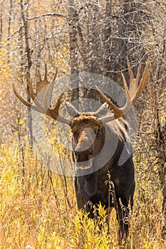 Big Bull Moose Head On
