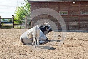 A big bull and a small calf on a farm on a sunny day. Animal husbandry