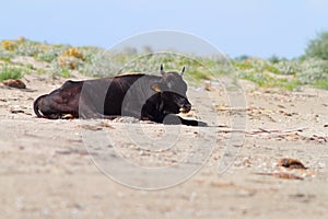 Big bull standing on the beach