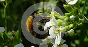 Big bumblebee drinking nectar from white flower