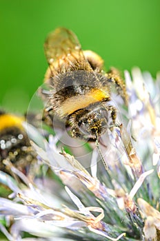 Big bumblebee pollinates a flower EchÃ­nops./bumblebee pollinates a flower. Selective focus