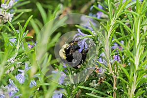 Big bumblebee pollinating a rosemary flower, California