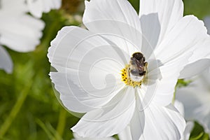 Big bumblebee in a white flower