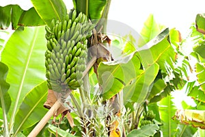 A big bunch of bananas on a banana plant in a plantation.