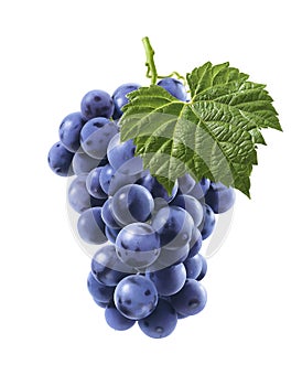 Big bunch of blue grapes isolated on white background