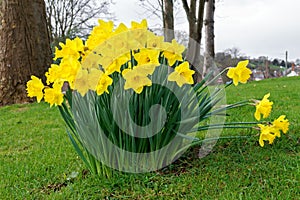 Big bunch of bright spring yellow daffodils in the garden