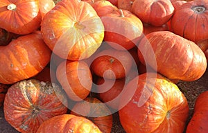 Big bunch of fresh orange pumkins on a farm