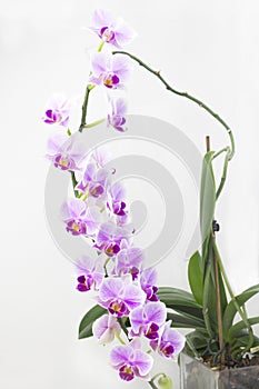 A big bunch of the home orchid vibrant purple flower near the white wall. Beautiful home bouquet of Thailand orchid. Selective sof