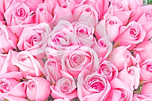 Big bunch of multiple pink roses