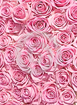 Big bunch of multiple pink roses of a bride