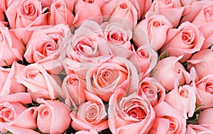 Big bunch of multiple pink roses of a bride on a w