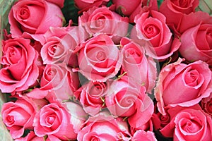 Big bunch of pink roses