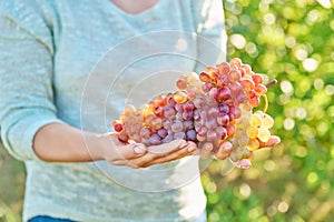 Big bunch of ripe pink grapes in hands, vineyard background