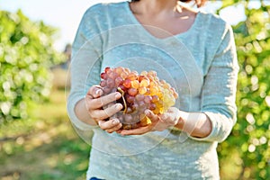 Big bunch of ripe pink grapes in hands, vineyard background