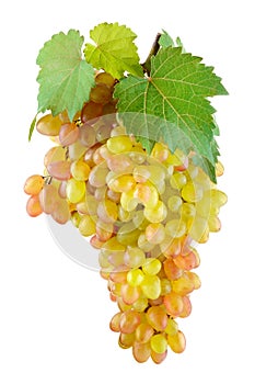 Big bunch of sweet grapes isolated on white background.