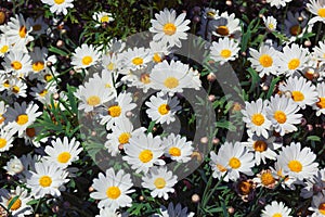 Big bunch of white shasta daisy flowers with green leaves