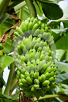 Big bunch of young green bananas growing in the tropical forest at the island