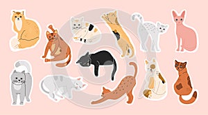 Big bundle of stickers with sleeping, funny, cute cats