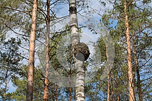 Big burl on birch tree trunk