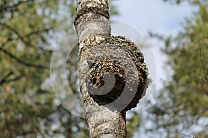 Big burl on birch tree trunk