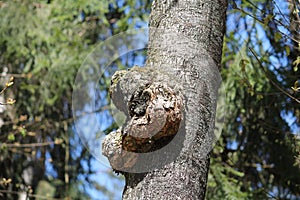 Big burl on birch tree trunk