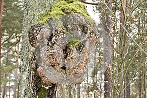A Big Burl