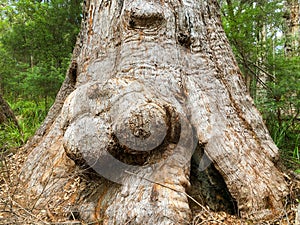 Big burls on Red Tingle tree at Walpole-Nornalup National Park,