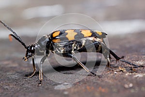 Big burying beetles is sitting on a tree stump. Nicrophorus vespillo. photo