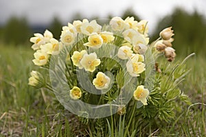 Big bush of blooming Pulsatilla patens