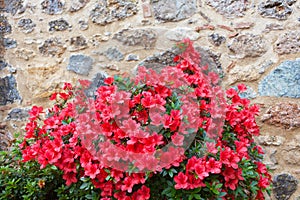 Big bush of an red azalea