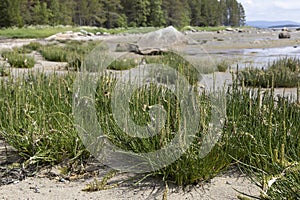 Big bush of Triglochin maritima in the littoral of White Sea