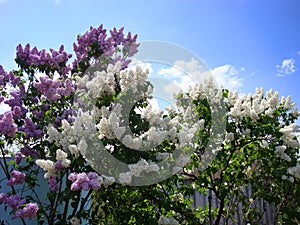 A big bush of violet and white lilac. White clouds in the sky