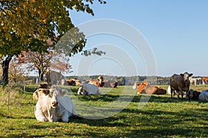 Big cows laying and resting on grass.