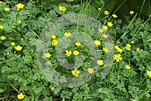 a big buttercup plant with yellow flowers and green leaves closeup