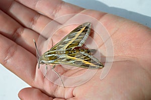 Big butterfly bedstraw hawk-moth, galium sphinx in the human palm