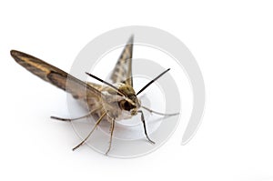 Big butterfly bedstraw hawk-moth, galium sphinx isolated on white